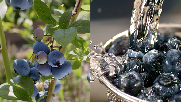 Photo of wild blueberries growing on the vine and a photo close-up of blueberries being washed in a strainer